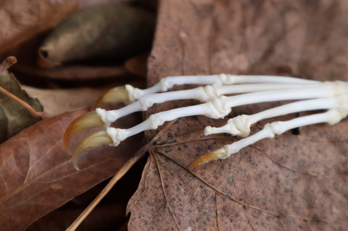 Pathological Pine Marten Paw Articulation