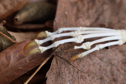 Pathological Pine Marten Paw Articulation