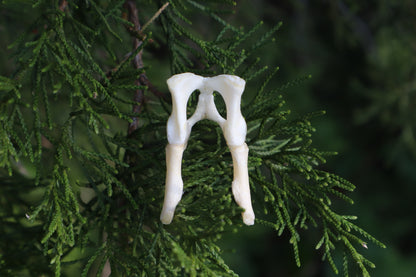 Kitten Pelvis