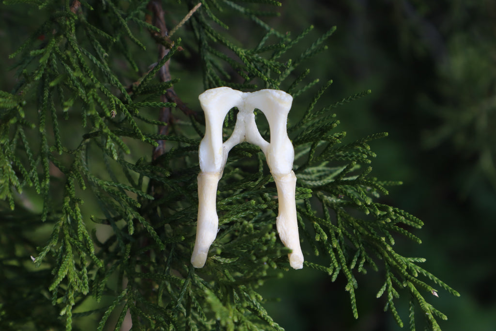 Kitten Pelvis