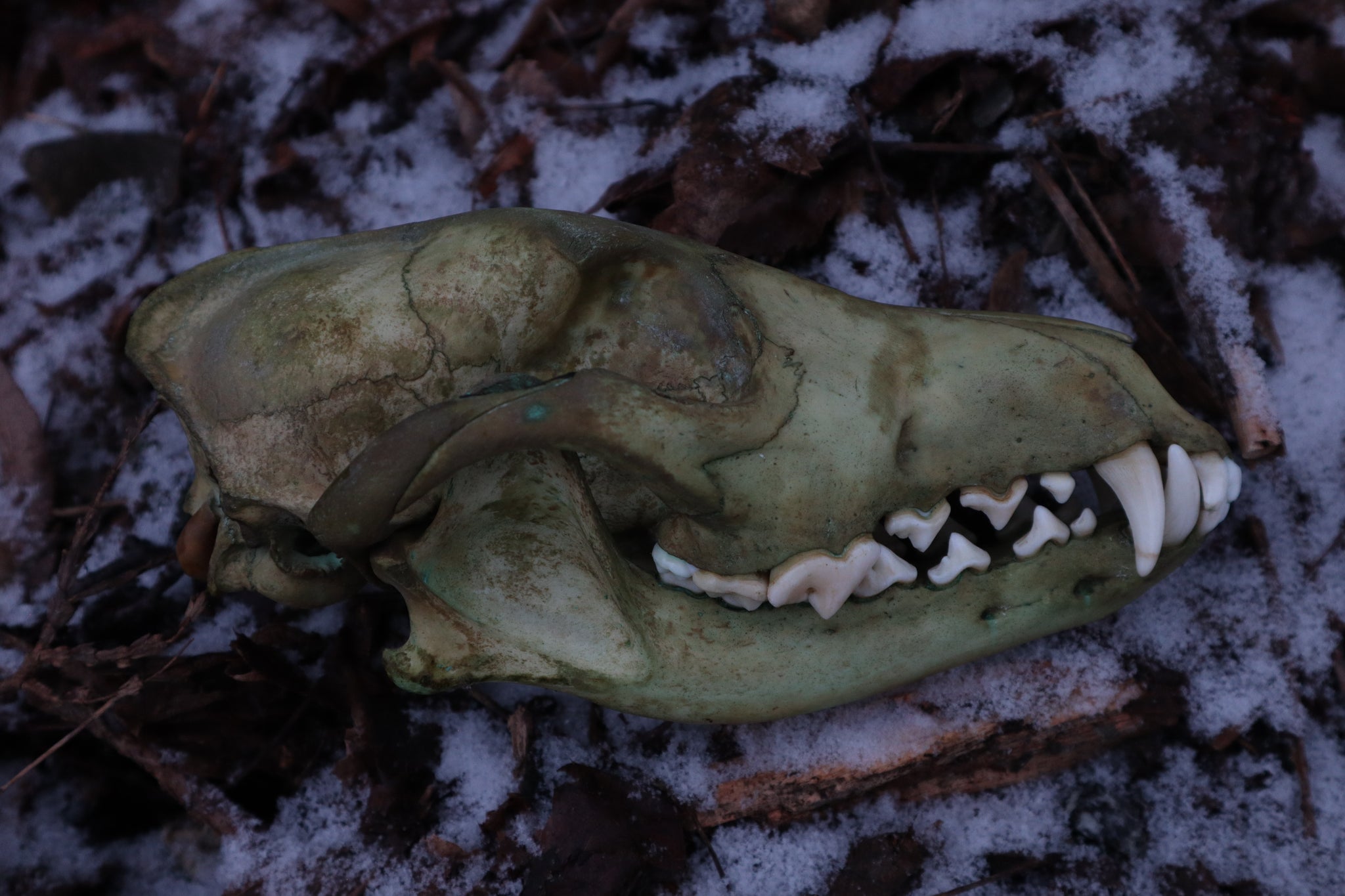 Reserved for Brandon - Ancient Grove Coyote Skull