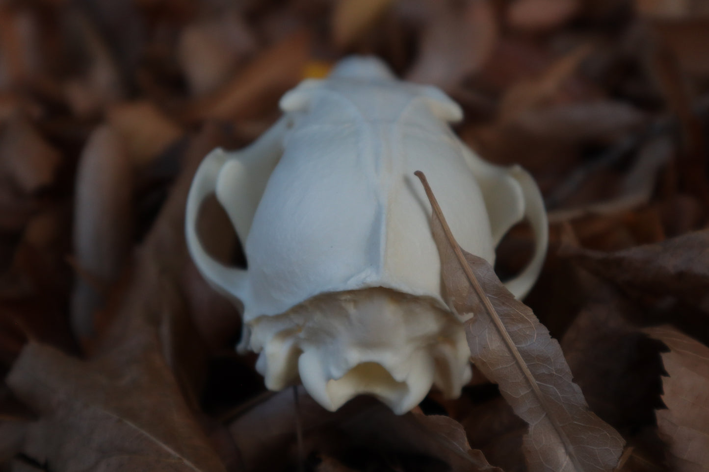 Red Fox Skull