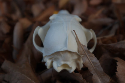 Red Fox Skull