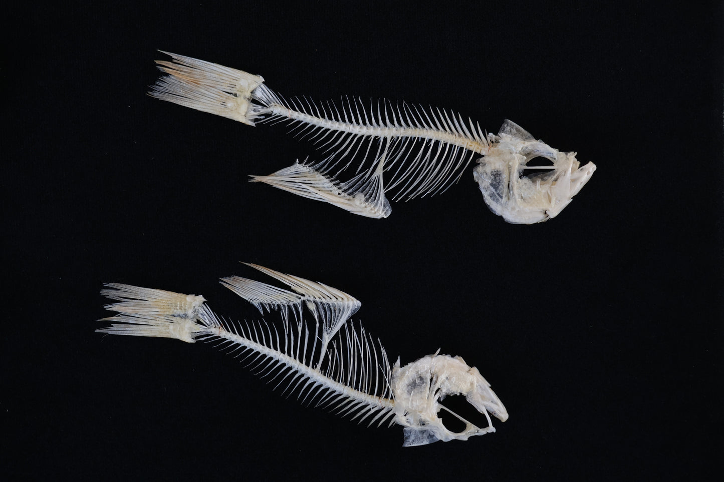 Bream Fish Articulations