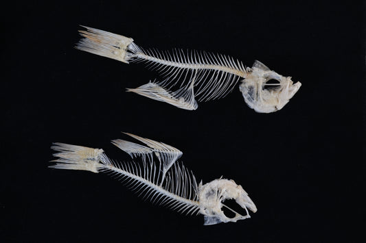 Bream Fish Articulations