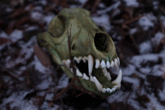 Reserved for Brandon - Ancient Grove Coyote Skull