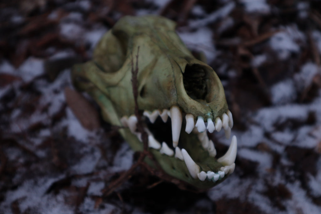 Reserved for Brandon - Ancient Grove Coyote Skull