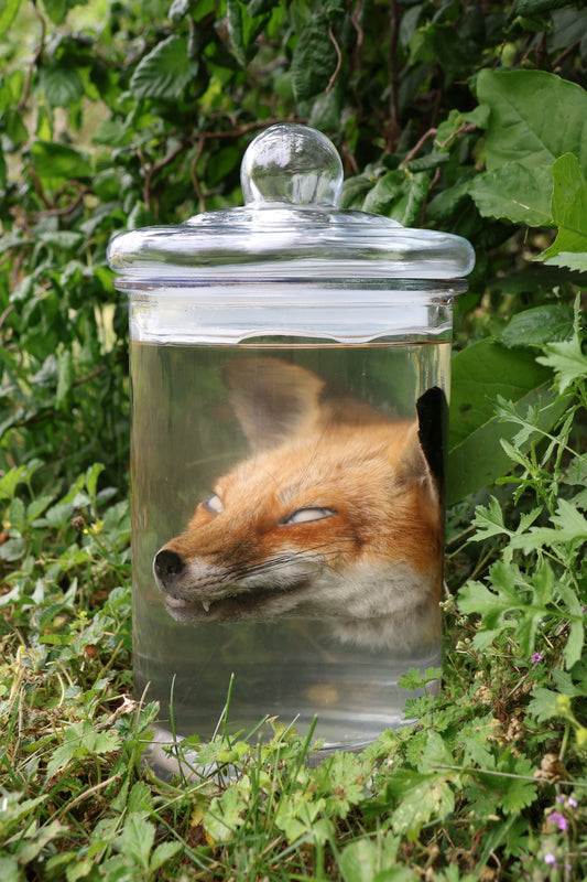 Red Fox Head Wet Specimen
