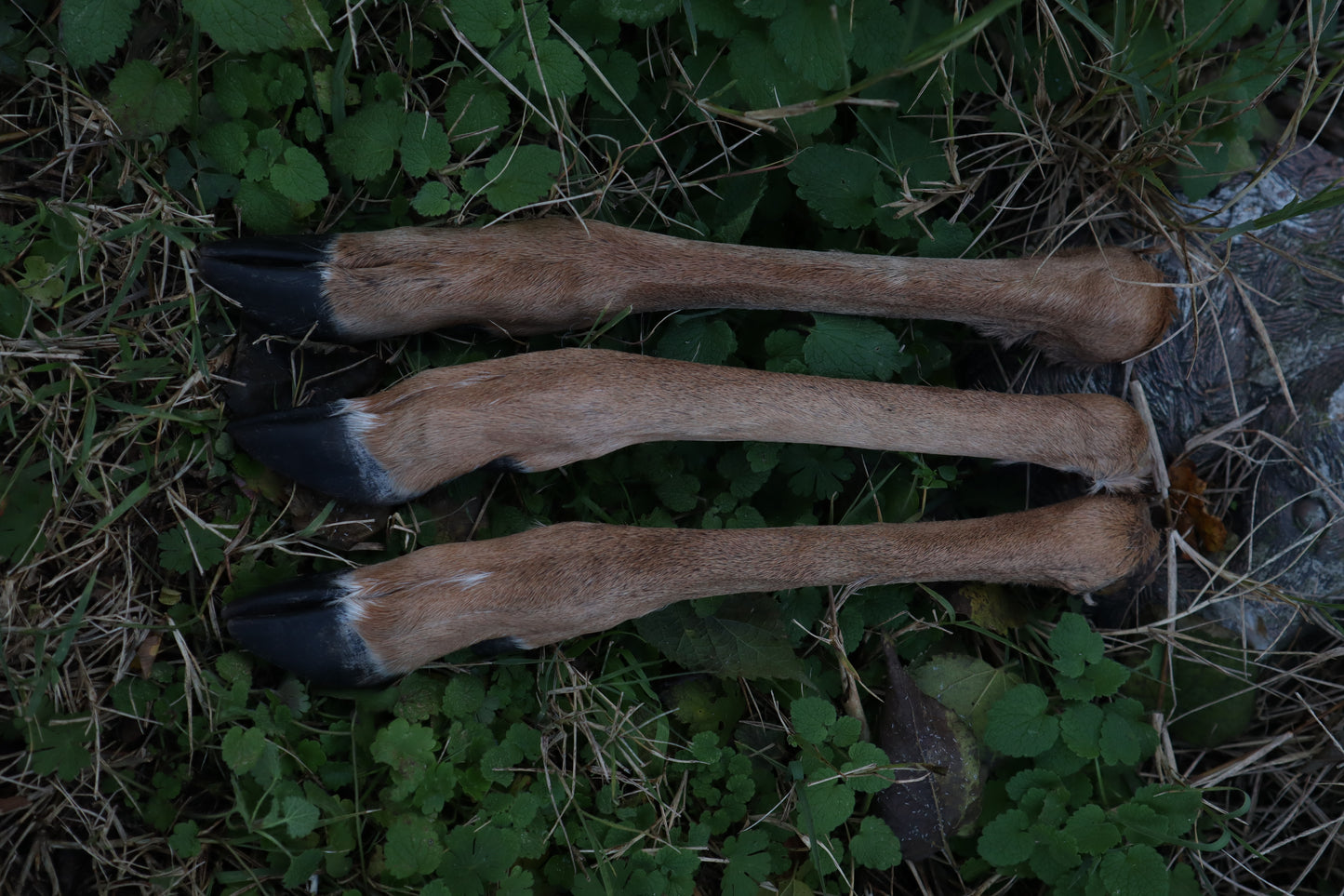 Whitetail Deer Leg