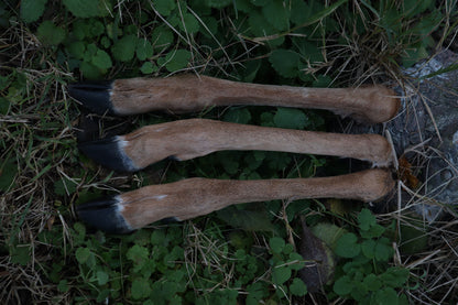 Whitetail Deer Leg
