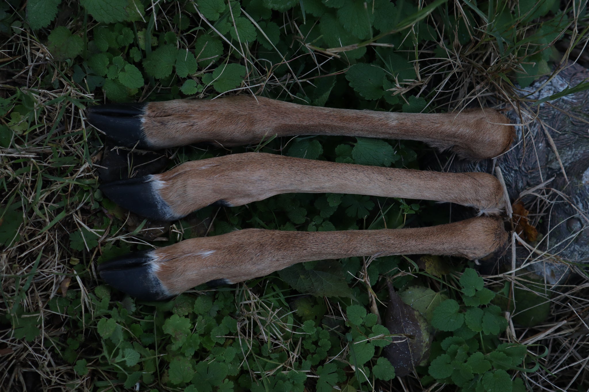 Whitetail Deer Leg