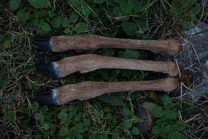 Whitetail Deer Leg
