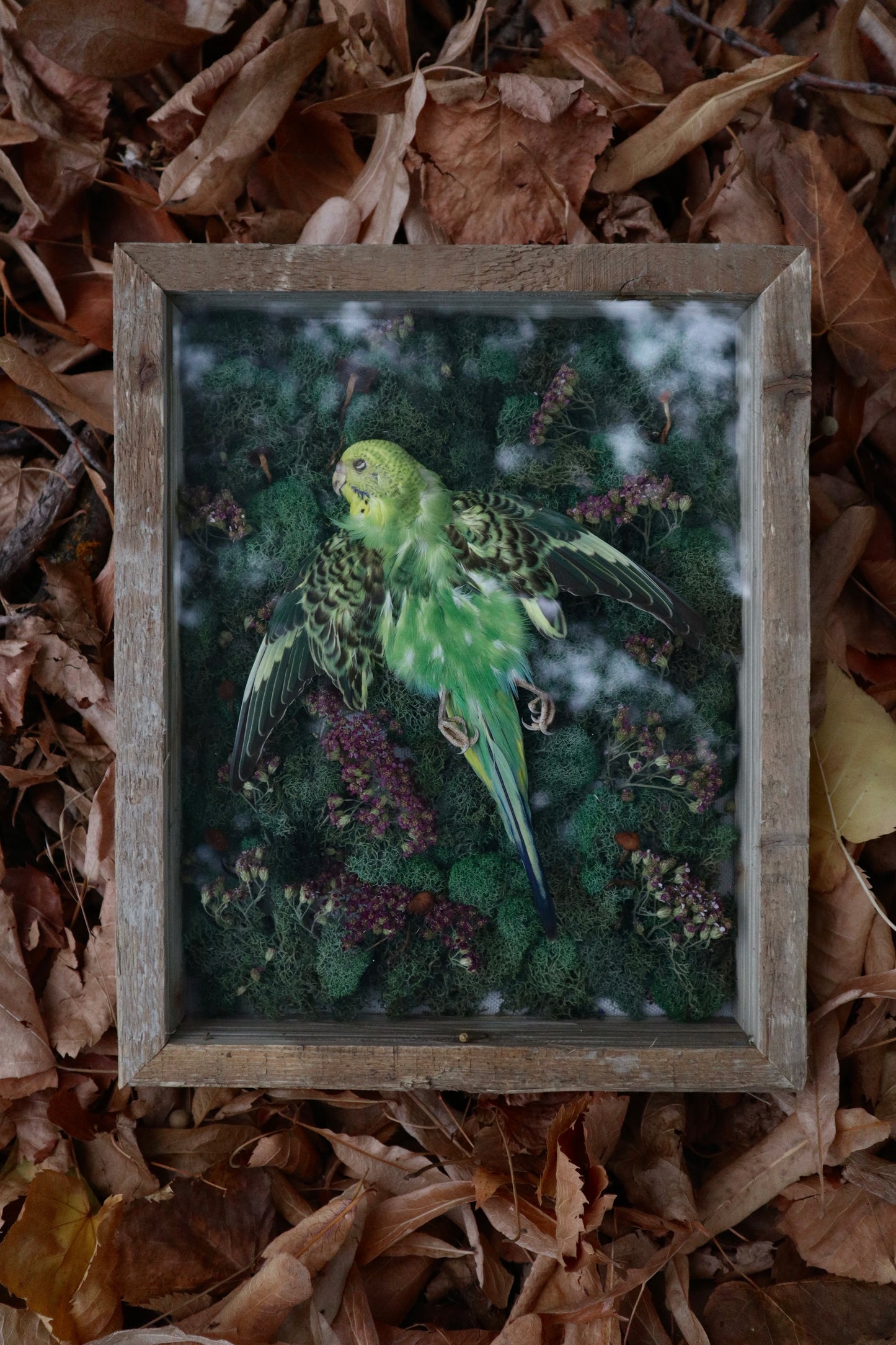 Reserved for Erin - Grove of the Ancients - Dry Preserved Parakeet