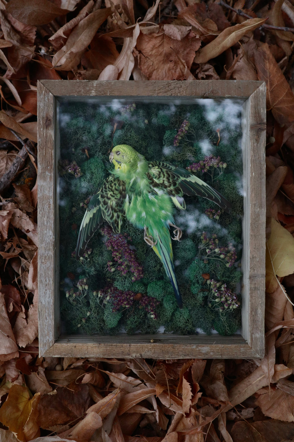 Reserved for Erin - Grove of the Ancients - Dry Preserved Parakeet