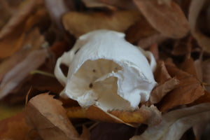 Damaged River Otter Skull