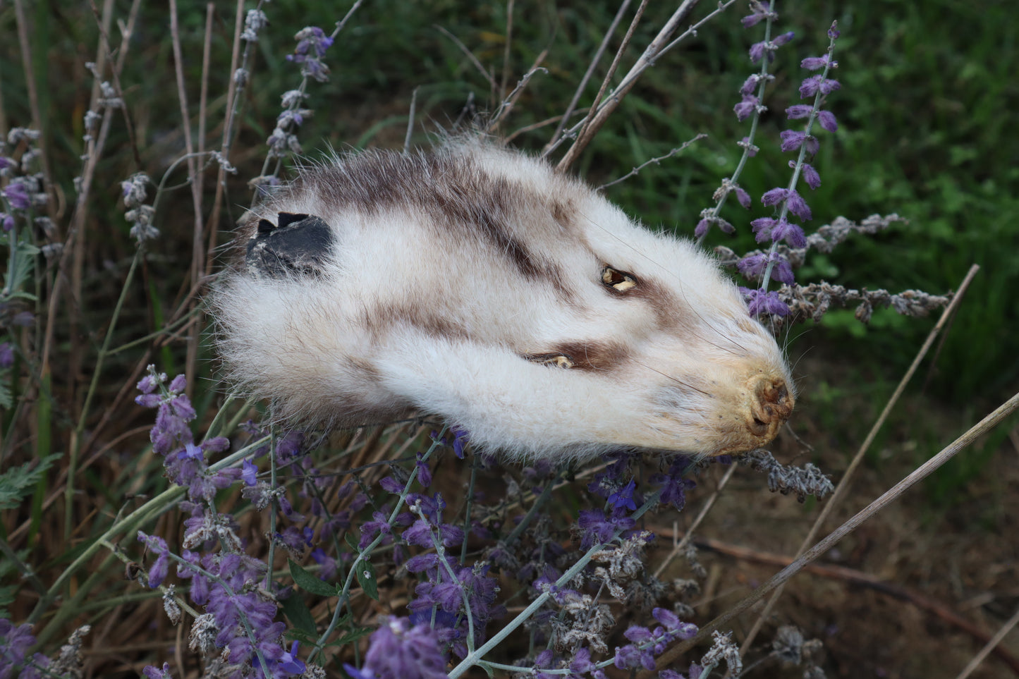 Craft Soft Tanned Opossum Face