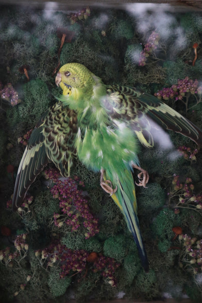 Reserved for Erin - Grove of the Ancients - Dry Preserved Parakeet