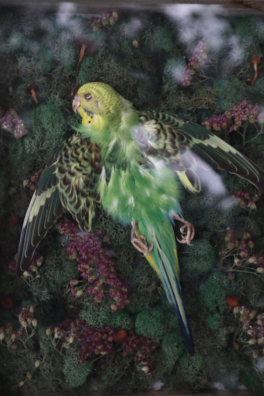 Reserved for Erin - Grove of the Ancients - Dry Preserved Parakeet