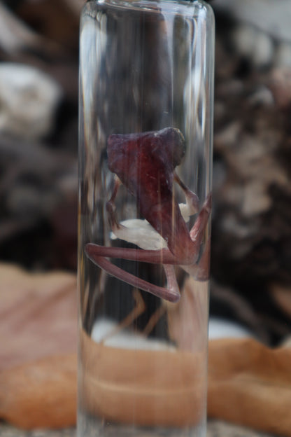 Tree Frog Wet Specimen