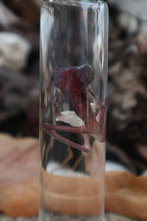 Tree Frog Wet Specimen