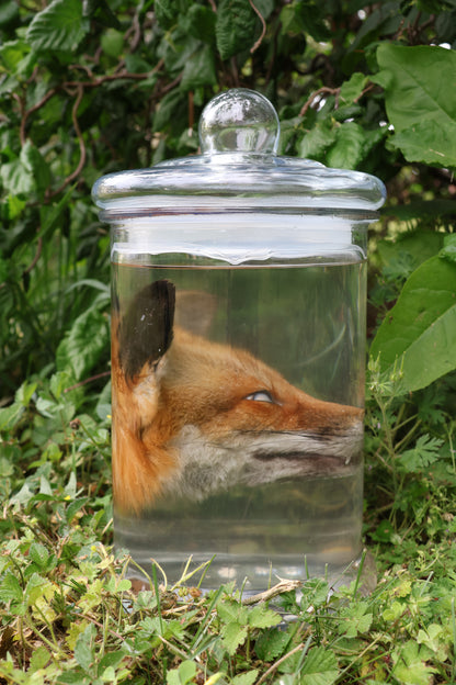 Red Fox Head Wet Specimen