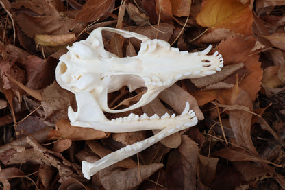 Reserved for Mary - Pathological Red Fox Skull