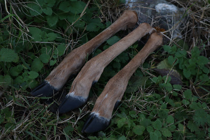 Whitetail Deer Leg