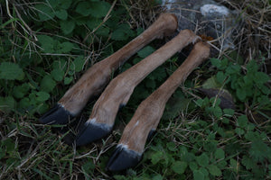 Whitetail Deer Leg
