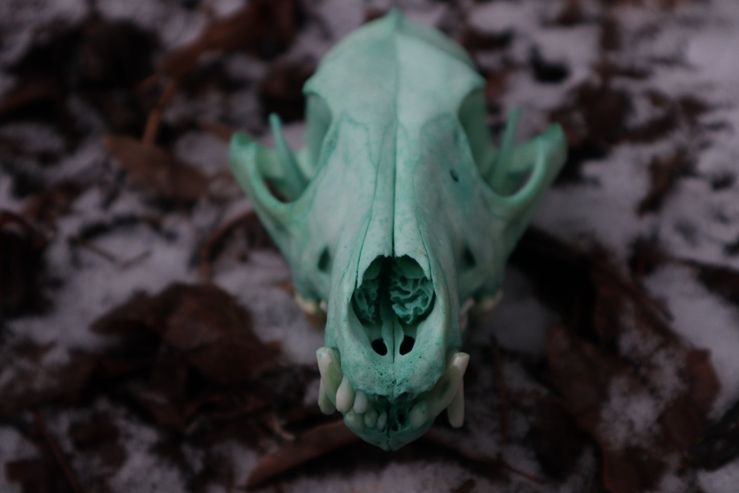 Reserved for Brandon - Blue Copper Coyote Skull