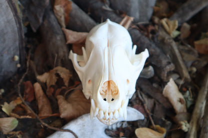 Reserved for Danielle - Coyote Skull