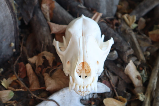 Reserved for Danielle - Coyote Skull