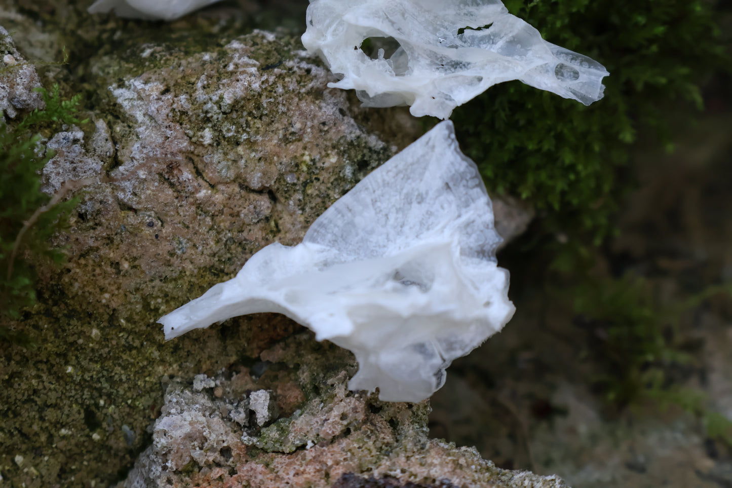 Reserved for Karen - Bream Fish Skull Lot
