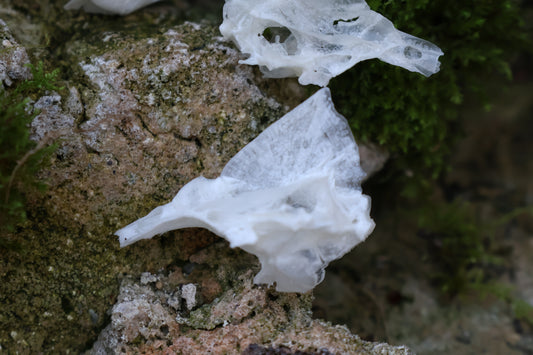 Reserved for Karen - Bream Fish Skull Lot