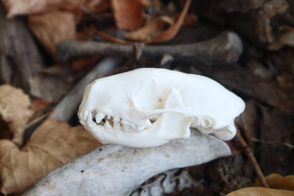 Reserved for Danielle - Striped Skunk Skull