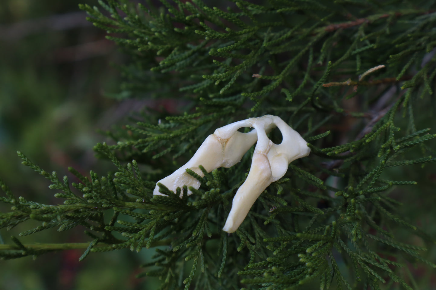 Kitten Pelvis
