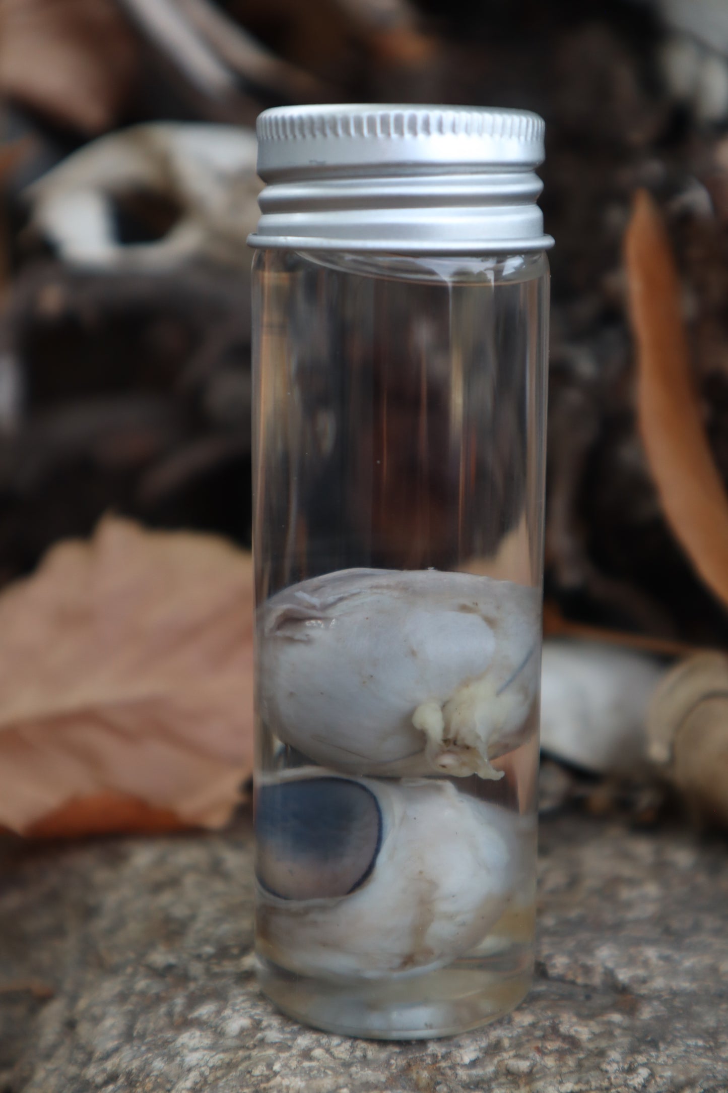 Coyote Eyeballs Wet Specimen