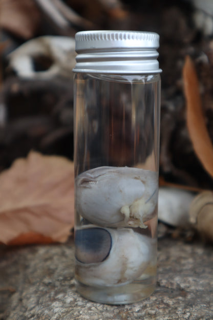 Coyote Eyeballs Wet Specimen