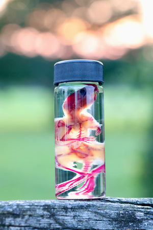 Diaphonized Juvenile Mouse