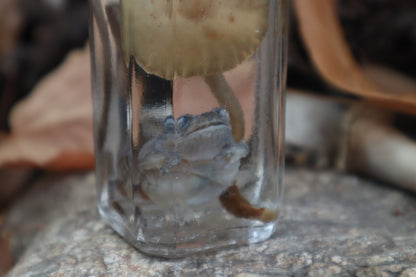 Gray Tree Frog and Fairy Ring Mushroom Wet Specimen
