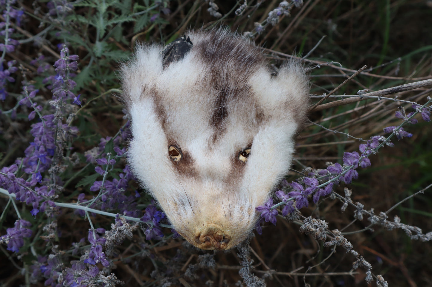 Craft Soft Tanned Opossum Face