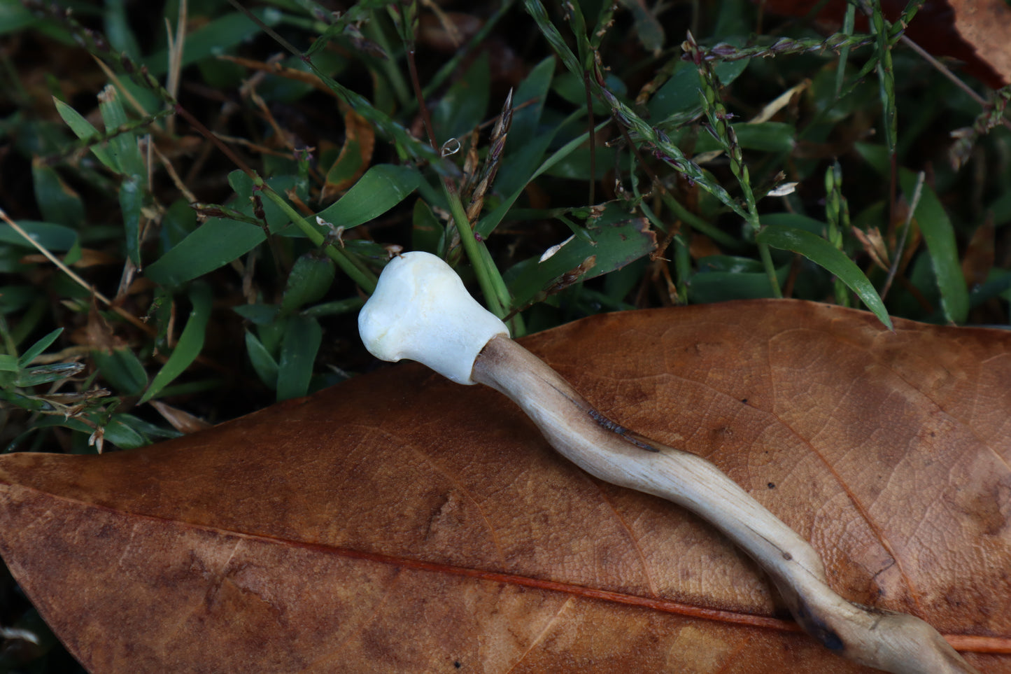 Black Walnut and Kitten Femur Offering Spoon
