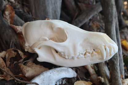 Reserved for Amberley - Coyote Skull