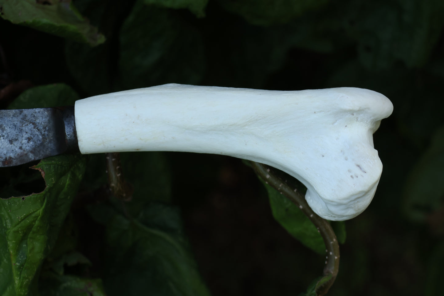 Wolf Bone Knife