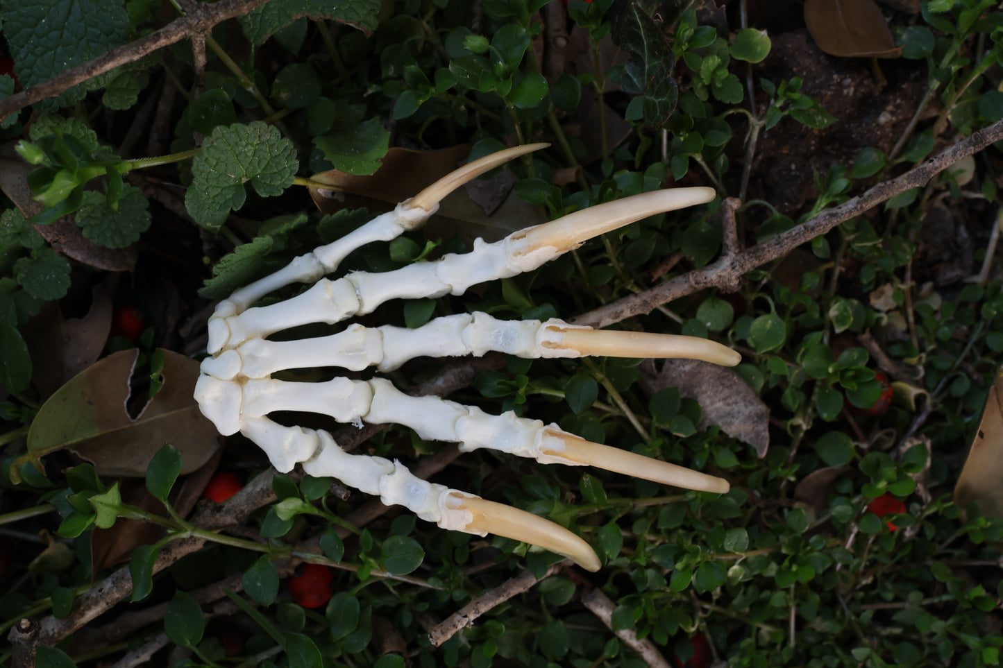 Reserved for Shayne - Badger Paw Articulation