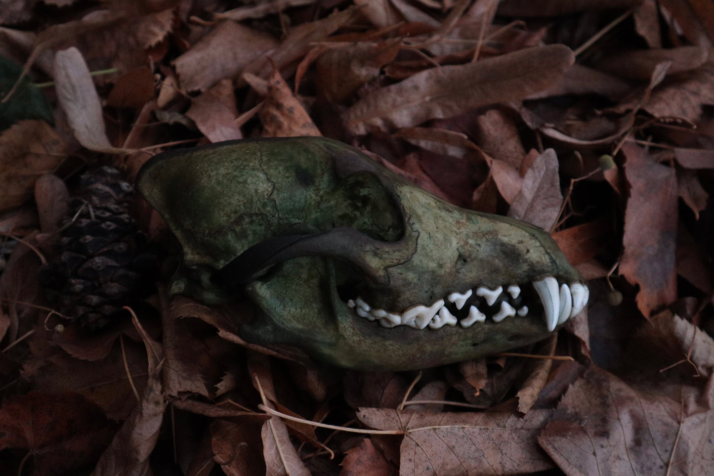 Reserved for Sev - Ancient Grove Coyote Skull
