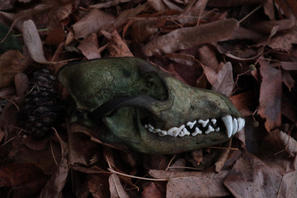 Reserved for Sev - Ancient Grove Coyote Skull