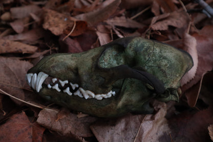 Reserved for Sev - Ancient Grove Coyote Skull