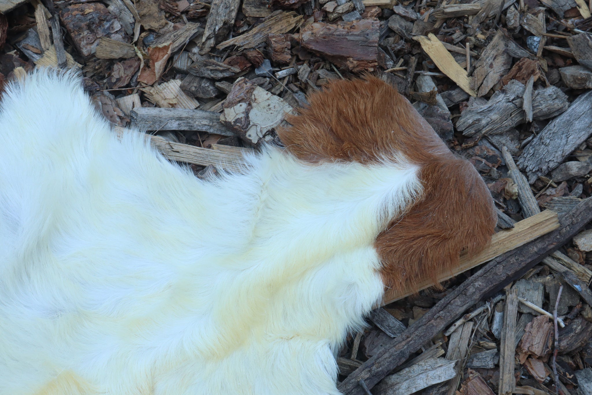 Reserved for Sammy - Boer Goat Pelt