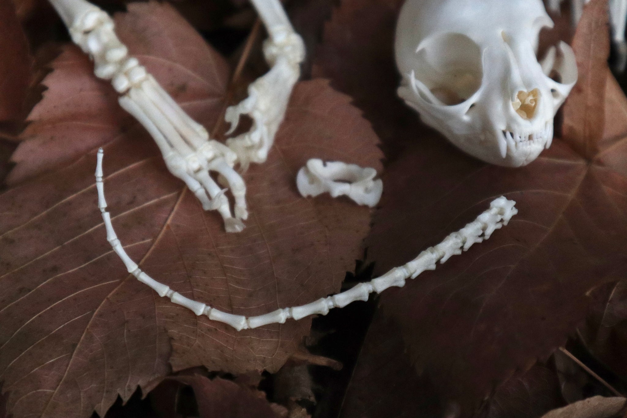 Kitten Skeleton