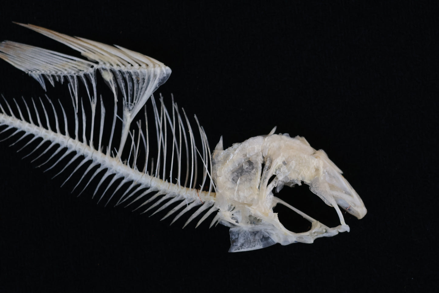 Bream Fish Articulations